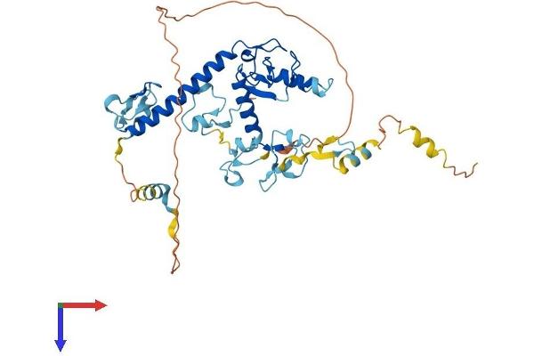 MKRN2 Protein (AA 1-416) (His tag)