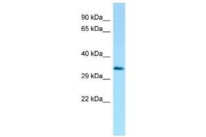 WB Suggested Anti-LYPD3 Antibody Titration: 1. (LYPD3 Antikörper  (C-Term))