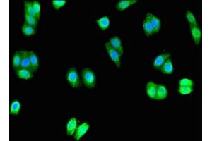 Immunofluorescent analysis of HepG2 cells using ABIN7166265 at dilution of 1:100 and Alexa Fluor 488-congugated AffiniPure Goat Anti-Rabbit IgG(H+L) (Degenerin Unc-8 (UNC-8) (AA 124-388) Antikörper)