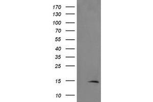Image no. 1 for anti-TSC22 Domain Family, Member 3 (TSC22D3) antibody (ABIN1498455) (TSC22D3 Antikörper)