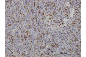 Image no. 1 for anti-Gardner-Rasheed Feline Sarcoma Viral (V-Fgr) Oncogene Homolog (FGR) (AA 1-90) antibody (ABIN598686) (Fgr Antikörper  (AA 1-90))