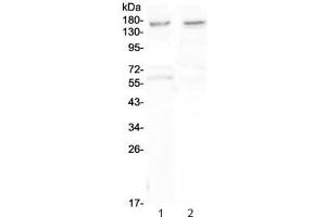 Western blot testing of human 1) U-87 MG and 2) SHG-4 cell lysate with Neurexin antibody at 0. (Neurexin 1 Antikörper)