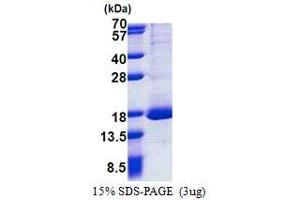 SDS-PAGE (SDS) image for Ribosomal Protein L30 (RPL30) (AA 1-115) protein (His tag) (ABIN5778327)