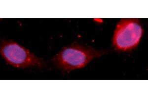 Immunofluorescence (IF) image for anti-Fibroblast Growth Factor 12 (FGF12) (AA 1-181) antibody (APC) (ABIN5565465) (FGF12 Antikörper  (AA 1-181) (APC))