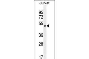 SNIP1 Antibody (N-term) (ABIN656183 and ABIN2845511) western blot analysis in Jurkat cell line lysates (35 μg/lane). (SNIP1 Antikörper  (N-Term))