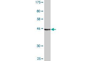 Western Blotting (WB) image for anti-Transcription Elongation Factor A (SII)-Like 1 (TCEAL1) (AA 1-159) antibody (ABIN522796)