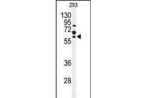 Western blot analysis of FZD4 Antibody (C-term) (ABIN653425 and ABIN2842869) in 293 cell line lysates (35 μg/lane). (FZD4 Antikörper  (C-Term))