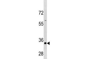 Cyclin B3 antibody western blot analysis in HepG2 cell line lysate (Cyclin B3 Antikörper  (AA 1311-1338))