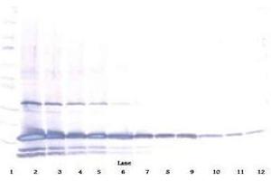 Image no. 1 for anti-Interleukin 25 (IL25) antibody (Biotin) (ABIN465692) (IL-25 Antikörper  (Biotin))