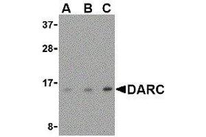 Western Blotting (WB) image for anti-Duffy Blood Group, Chemokine Receptor (DARC) (N-Term) antibody (ABIN2479381) (DARC Antikörper  (N-Term))