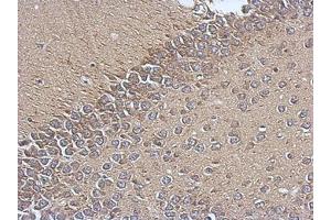Image no. 1 for anti-Translocase of Inner Mitochondrial Membrane 17 Homolog A (TIMM17A) (AA 1-171) antibody (ABIN1501391) (TIMM17A Antikörper  (AA 1-171))