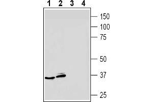 Western blot analysis of mouse P815 mastocytoma cell line lysates (lanes 1 and 3) and mouse  B-cell lymphoma cell line lysate (lanes 2 and 4):1-2. (Adenosine A3 Receptor Antikörper  (Extracellular))