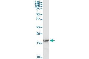 IFITM3 MaxPab rabbit polyclonal antibody. (IFITM3 Antikörper  (AA 1-133))
