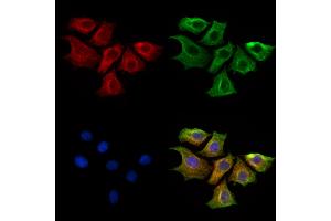 ABIN6261453 and ABIN6269282 staining HepG2 cells by IF/ICC. (EFNB1/2 (C-Term) Antikörper)