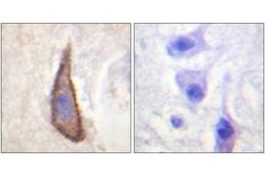 Immunohistochemistry analysis of paraffin-embedded human brain, using CD226/DNAM-1 (Phospho-Ser329) Antibody. (CD226 Antikörper  (pSer329))