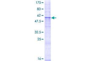 GDF1 Protein (AA 1-337) (GST tag)