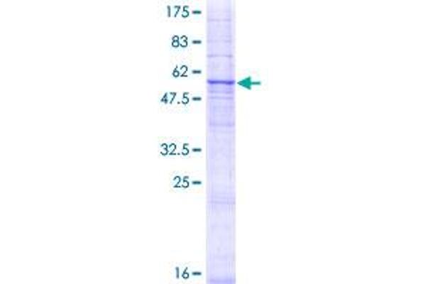 GDF1 Protein (AA 1-337) (GST tag)