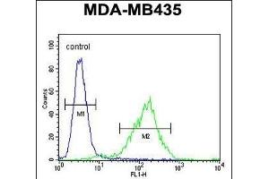 C Antibody (N-term) (ABIN654735 and ABIN2844423) flow cytometric analysis of MDA-M cells (right histogram) compared to a negative control cell (left histogram).