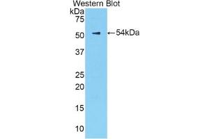 Detection of Recombinant KLK6, Mouse using Polyclonal Antibody to Kallikrein 6 (KLK6) (Kallikrein 6 Antikörper  (AA 19-261))