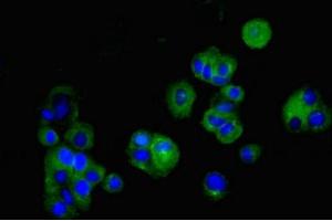 Immunofluorescent analysis of MCF-7 cells using ABIN7147907 at dilution of 1:100 and Alexa Fluor 488-congugated AffiniPure Goat Anti-Rabbit IgG(H+L) (Claudin 5 Antikörper  (AA 181-218))