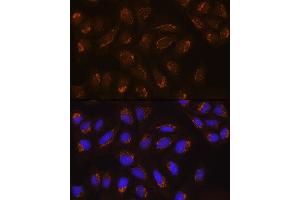 Immunofluorescence analysis of U2OS cells using POFUT2 Rabbit pAb (ABIN6130656, ABIN6145875, ABIN6145876 and ABIN6215831) at dilution of 1:100. (POFUT2 Antikörper  (AA 240-370))