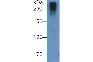 Detection of RELN in U87MG cell lysate using Monoclonal Antibody to Reelin (RELN) (Reelin Antikörper  (AA 26-190))