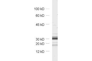 dilution: 1 : 1000, sample: synaptic vesicle fraction (LP2) of rat brain (TMEM163 Antikörper  (AA 44-63))