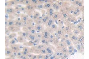 IHC-P analysis of Mouse Liver Tissue, with DAB staining. (Complement Factor B Antikörper  (AA 474-590))