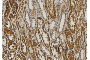 ABIN6279257 at 1/100 staining Mouse kidney tissue by IHC-P.