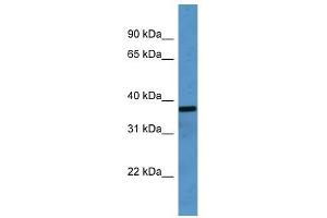 OR2H1 antibody used at 0. (OR2H1 Antikörper  (C-Term))