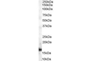 Western Blotting (WB) image for anti-Peptidylprolyl Isomerase A (Cyclophilin A) (PPIA) (AA 83-95) antibody (ABIN292176) (PPIA Antikörper  (AA 83-95))