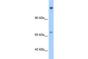 WB Suggested Anti-FAM129A Antibody Titration:  1. (Niban Antikörper  (N-Term))