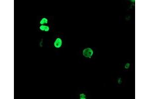 Image no. 1 for anti-Transducin-Like Enhancer of Split 1 (E(sp1) Homolog, Drosophila) (TLE1) (AA 180-460) antibody (ABIN1491048) (TLE1 Antikörper  (AA 180-460))