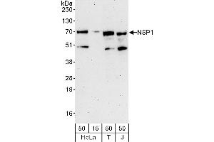anti-SH2 Domain Containing 3A (SH2D3A) (AA 100-150) antibody