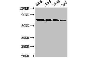 Western Blot Positive WB detected in: Recombinant protein 40 μg, 20 μg, 10 μg, 5 μg All lanes: sox10 antibody at 3. (SOX1 Antikörper  (AA 1-485))
