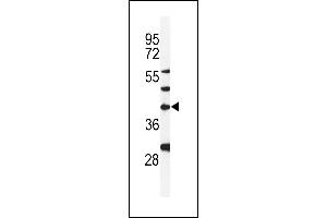 Western blot analysis of DGT1 Antibody (Center) (ABIN653925 and ABIN2843159) in MDA-M cell line lysates (35 μg/lane). (DPAGT1 Antikörper  (AA 286-315))