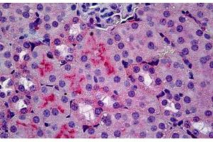 Mouse Kidney: Formalin-Fixed, Paraffin-Embedded (FFPE) (C5AR1 Antikörper)