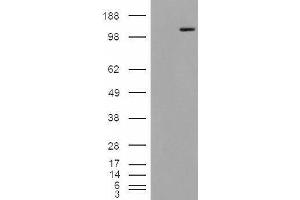 HEK293 overexpressing Man2A1 (ABIN5338085) and probed with ABIN238628 (mock transfection in first lane).