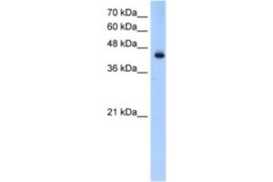 Western Blotting (WB) image for anti-Acyl-CoA Dehydrogenase, Long Chain (ACADL) antibody (ABIN2460826) (ACADL Antikörper)