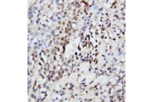 Image no. 1 for anti-Mitogen-Activated Protein Kinase 3 (MAPK3) (AA 365-379) antibody (ABIN1493437)
