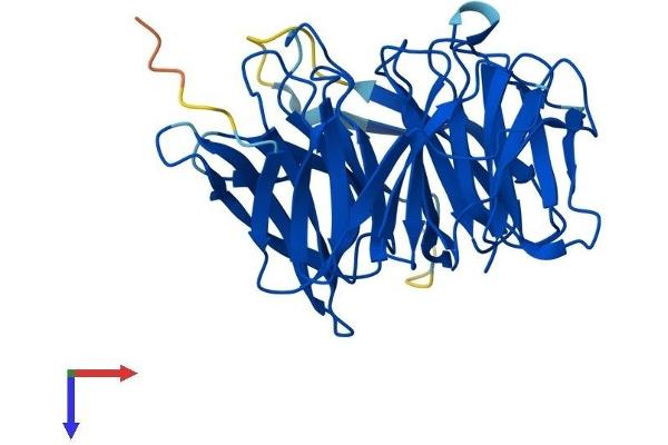 DCAF7 Protein (AA 1-342) (His tag)