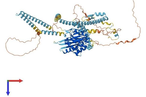 KIF3C Protein (AA 1-793) (His tag)