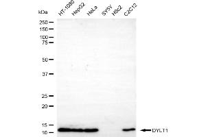 Western blotting analysis using DYNLT1 antibody (ABIN7798404).