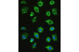 Immunofluorescence analysis of L929 cells using ZAK Rabbit pAb (ABIN7268664) at dilution of 1:100. (ZAK Antikörper  (AA 100-312))