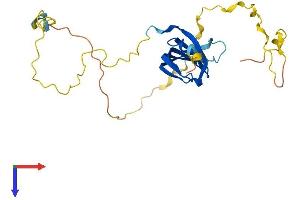 SNRPB Protein (AA 1-231) (His tag)