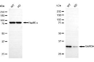 Western blotting analysis using GAPDH antibody (ABIN7798765). (GAPDH Antikörper)