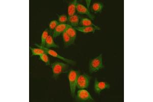 IF analysis of SF3A3 and Tubulin alpha using anti-SF3A3 antibody (ABIN7599863) and anti-Tubulin alpha antibody (ABIN7600339).