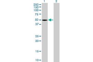 Western Blot analysis of STAC expression in transfected 293T cell line by STAC MaxPab polyclonal antibody.