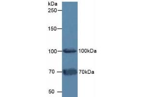 Western blot analysis of Mouse Testis Tissue. (FAP Antikörper  (AA 542-761))