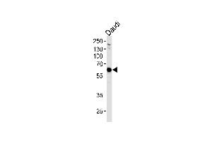 USP22 Antibody (C-term) (ABIN1882289 and ABIN2843494) western blot analysis in Daudi cell line lysates (35 μg/lane). (USP22 Antikörper)